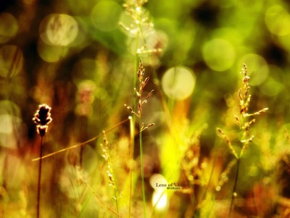 afternoon-sunlight_422_76765